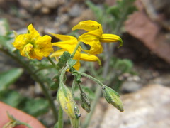 Solanum peruvianum