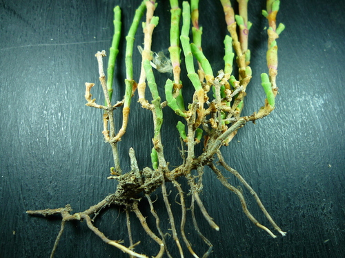 Representative image of Salicornia alpini