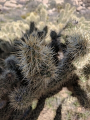 Cylindropuntia wolfii