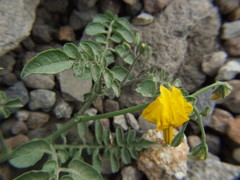 Solanum peruvianum