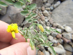 Solanum peruvianum