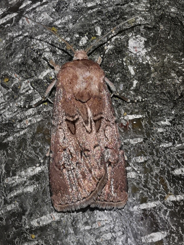 Agrotis bigramma