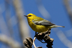 Blue-Winged Warbler photo 2