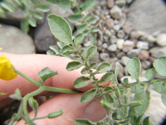 Solanum peruvianum