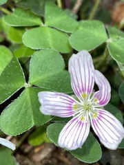 Oxalis montana image