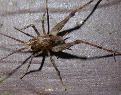 Pleioplectron simplex