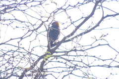 Melanerpes aurifrons