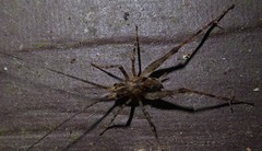 Pleioplectron simplex