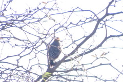 Melanerpes aurifrons