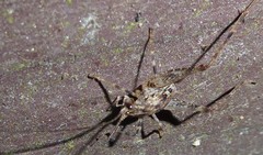 Pleioplectron simplex