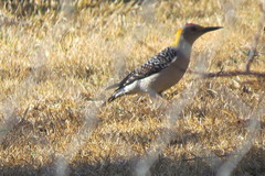 Melanerpes aurifrons