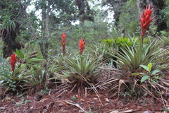 Tillandsia ponderosa