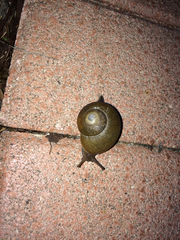 Zachrysia provisoria