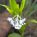 Maianthemum flexuosum - Photo (c) Hermes Vega, some rights reserved (CC BY-NC)