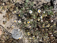 Perityle crassifolia