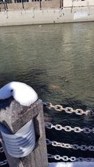 Lophodytes cucullatus