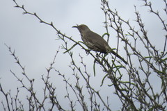 Toxostoma curvirostre