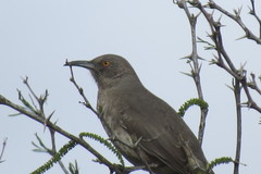 Toxostoma curvirostre
