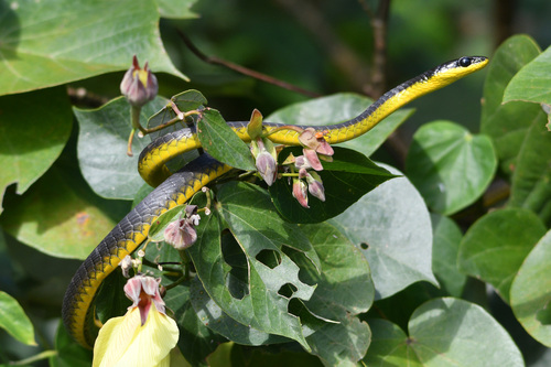 Common Tree Snake sighting