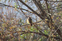 Pitangus sulphuratus