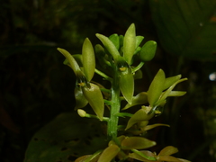 Malaxis lepanthiflora