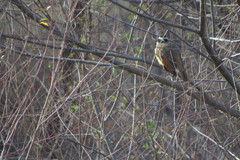 Pitangus sulphuratus