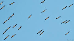 Pelecanus onocrotalus