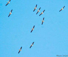 Pelecanus onocrotalus