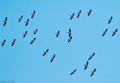 Pelecanus onocrotalus