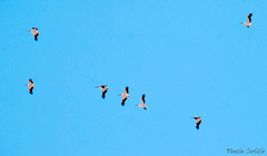 Pelecanus onocrotalus