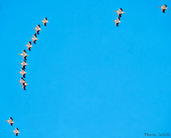 Pelecanus onocrotalus