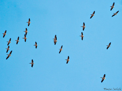 Pelecanus onocrotalus