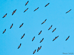 Pelecanus onocrotalus