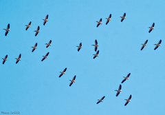 Pelecanus onocrotalus