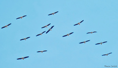 Pelecanus onocrotalus