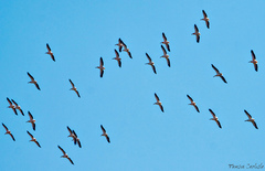 Pelecanus onocrotalus