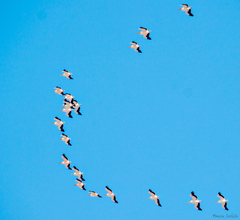 Pelecanus onocrotalus