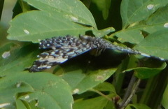 Hamadryas amphinome mazai