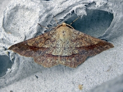 Euchlaena marginaria