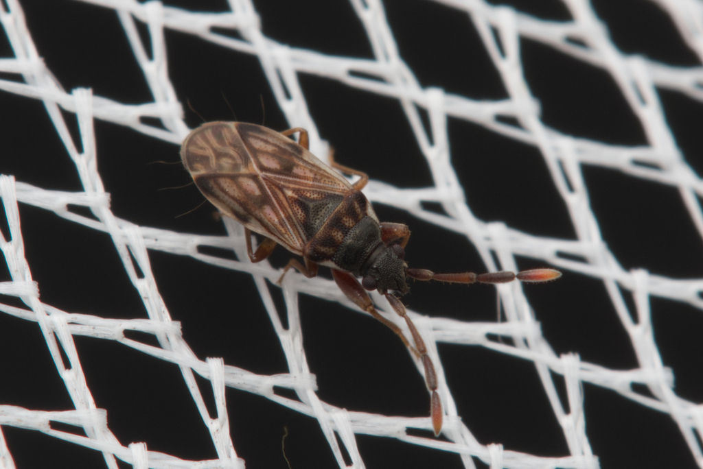 dirt-colored-seed-bugs-in-september-2023-by-nigel-main-inaturalist