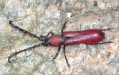 Pyrestes haematicus