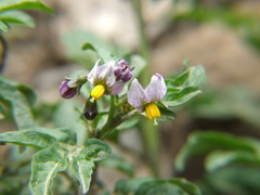 Solanum radicans