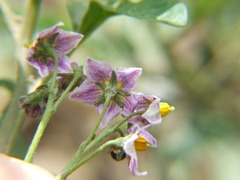 Solanum radicans