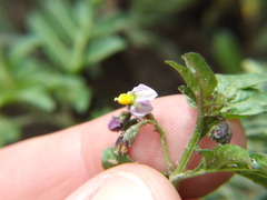 Solanum radicans