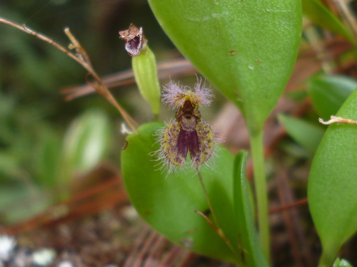 Villosa Orchid