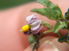 Solanum radicans