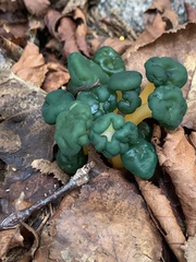 Leotia lubrica image