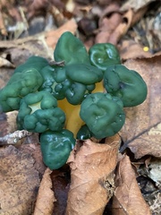 Leotia lubrica image