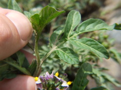 Solanum radicans
