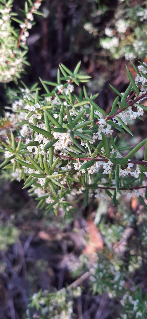 Monotoca linifolia
